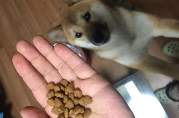 刚满月的柴犬吃多少狗粮 刚满月的柴犬吃多少狗粮