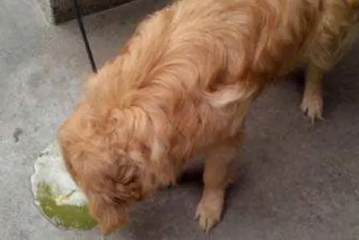 狗狗为什么呕吐不吃食物呢