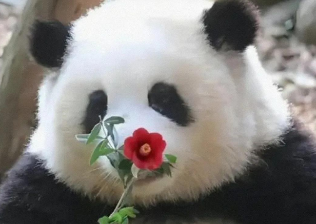 “丫丫”真的在美国受到了虐待吗？