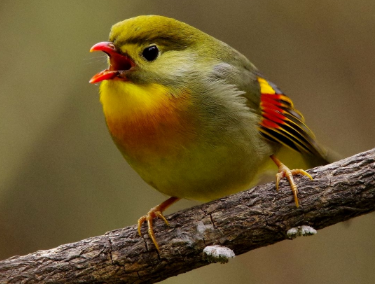 相思鸟如何区分雌雄 相思鸟如何区分雌雄