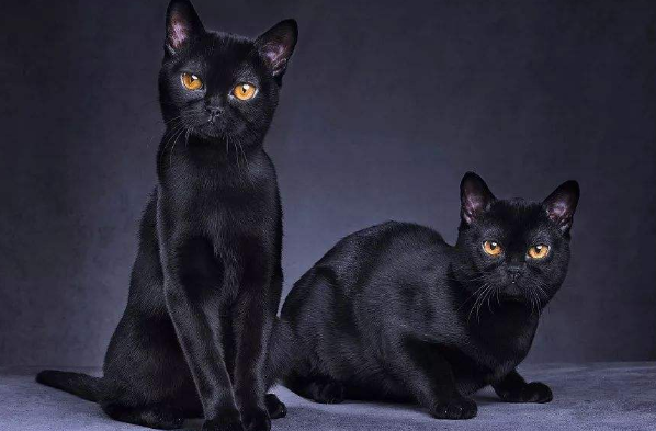 孟买猫认主人吗 孟买猫认主人吗