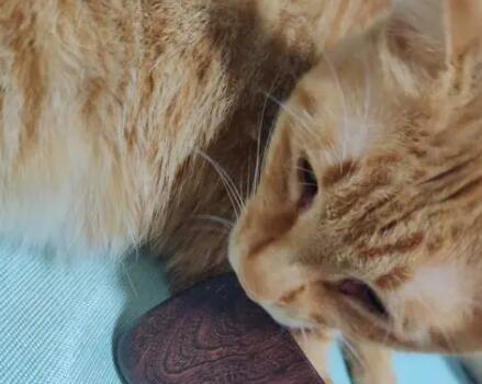 猫咪为什么喜欢啃刮痧片的原因