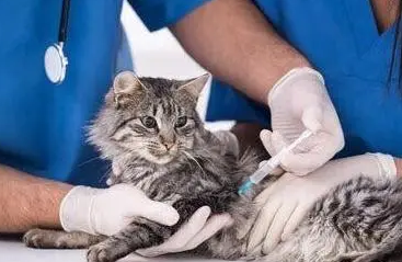 家猫一般没有狂犬病吧 家猫一般没有狂犬病吧