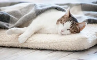 猫咪面朝着主人睡