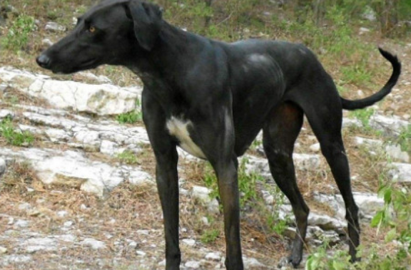 细犬的品种大全 细犬的品种大全