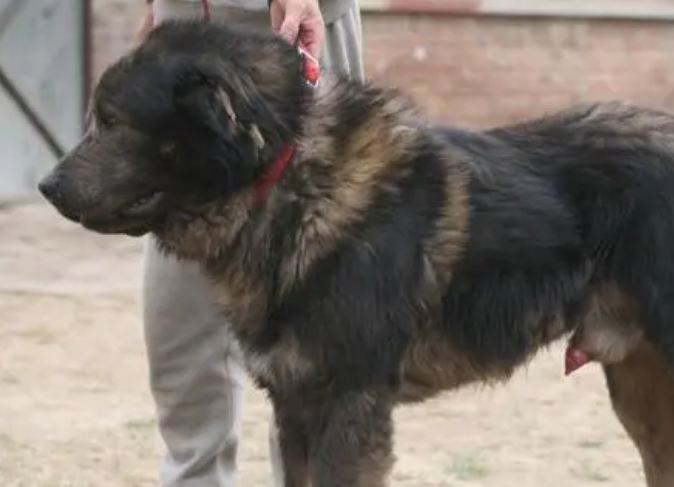 高加索犬有几种版型