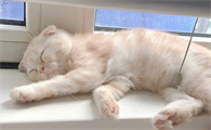 猫咪睡觉为什么总是叫