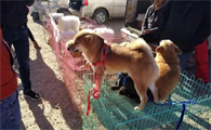 天津买狗最靠谱的地方