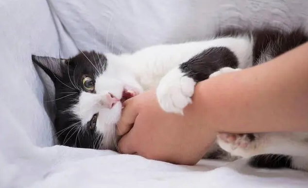 猫抱着你咬还拿脚蹬是为什么 猫抱着你咬还拿脚蹬是为什么