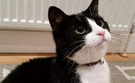 不粘人的猫品种