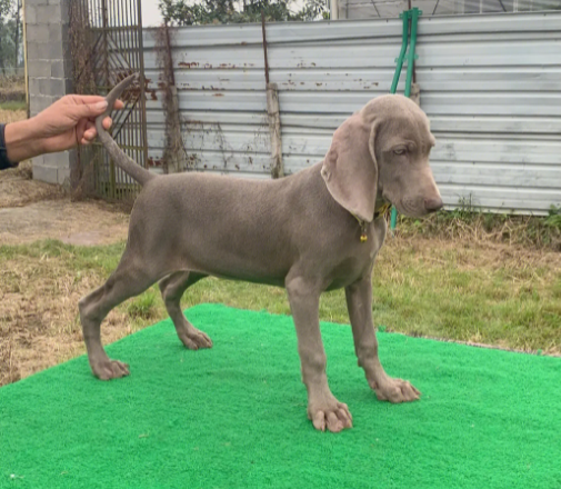 魏玛犬上海能养吗