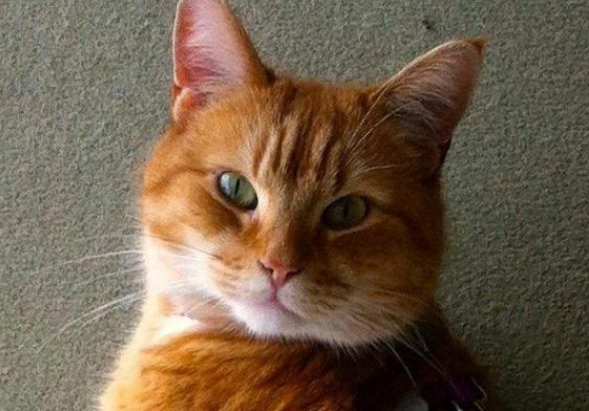 猫咪狡诈吗