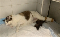 猫吃了异物做手术多少钱