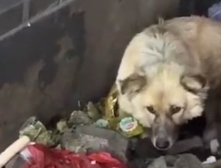垃圾堆狗妈拼死护着自己才出生的孩子,谁也不让靠近 垃圾堆狗妈拼死护着自己才出生的孩子,谁也不让靠近