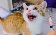 猫五六个月了没打疫苗