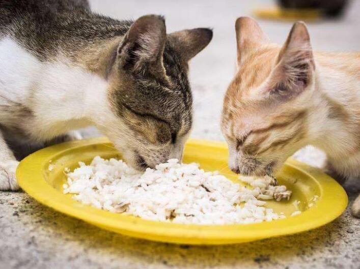 竟然有人喂白米饭给猫吃
