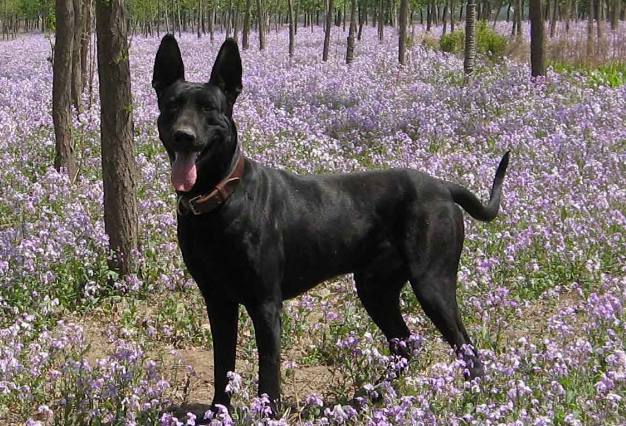 黑狼犬的优点和缺点？快来了解一下吧