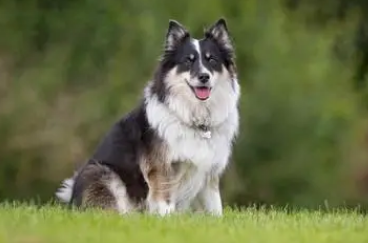 冰岛牧羊犬怎么刷牙？刷牙教程来啦！
