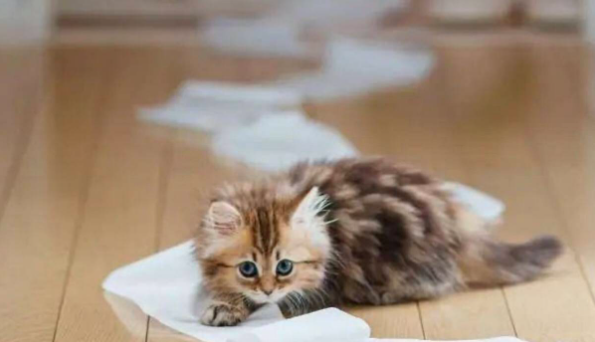 猫瘟不排便是好现象吗？