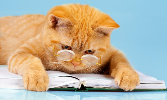 被绝育的猫会伤心吗 被绝育的猫会伤心吗