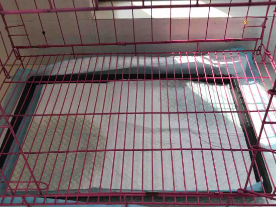 狗笼子尿垫放上面还是下面子尿垫放上面还是下面