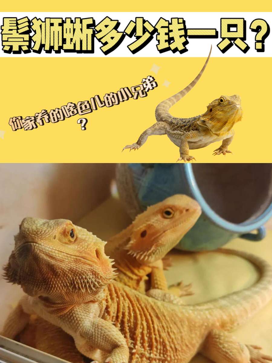 鬃狮蜥多少钱一只？你家鬃狮蜥是什么颜色？