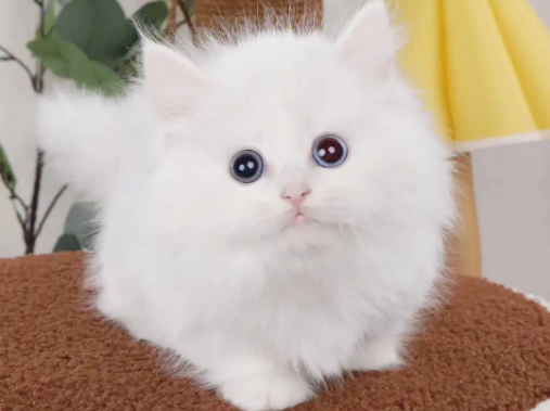 异瞳拿破仑矮脚猫 异瞳拿破仑矮脚猫