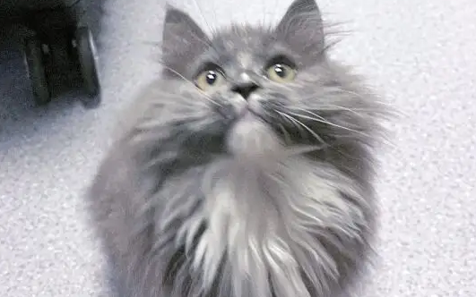 银白高地猫是什么品种？不了解的看过来。