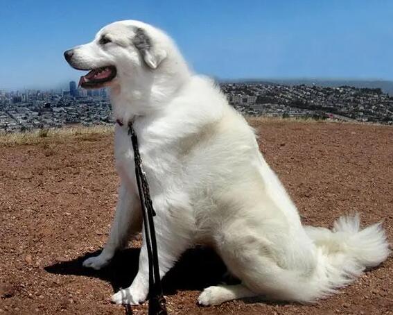 比利牛斯牧羊犬幼犬怎么养?必须知道的几点! 比利牛斯牧羊犬幼犬怎么养?必须知道的几点!