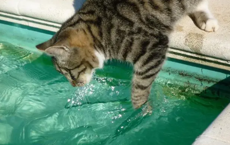 为什么猫不喜欢喝水