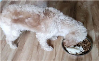 狗狗拉稀过后吃什么食物好