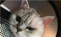 猫耳朵肿起来像充气能自愈吗