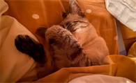 宠物猫都叫什么名字呢
