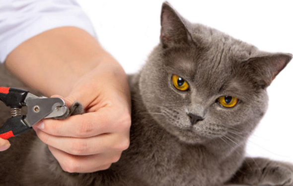 为什么不让在猫咪睡觉的时候剪指甲