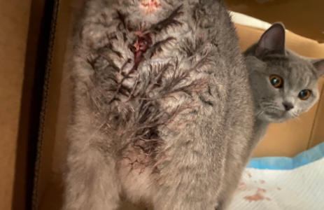 猫羊水破了像没事猫一样