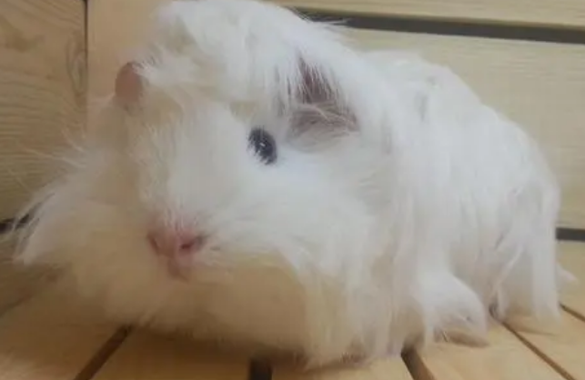 荷兰猪会和人有感情吗？下文告诉你。