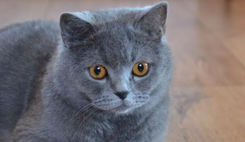 世界十大名贵猫品种