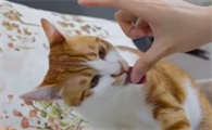 为什么猫咪舔人手臂