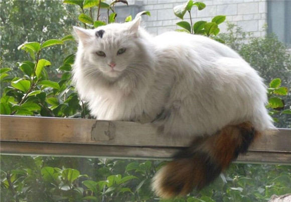 猫咪的嘴边有个像痘痘的东西
