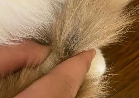 猫尾巴末端有个硬硬的凸起 猫尾巴末端有个硬硬的凸起