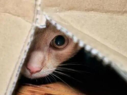 猫咪太胆小了怎么办 猫咪太胆小了怎么办