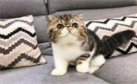 猫丢了10天还会在附近吗