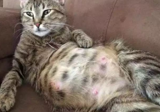 猫咪难产怎么自然催产 猫咪难产怎么自然催产