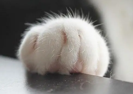 猫咪老是摸爪子的原因 猫咪老是摸爪子的原因