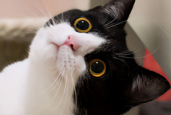 奶牛猫的智商排第几 奶牛猫的智商排第几