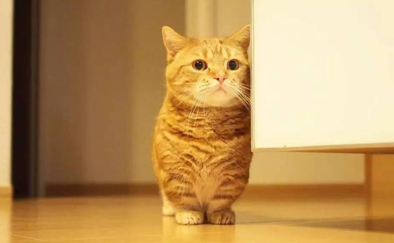 澳大利亚对猫特别忌讳 澳大利亚对猫特别忌讳