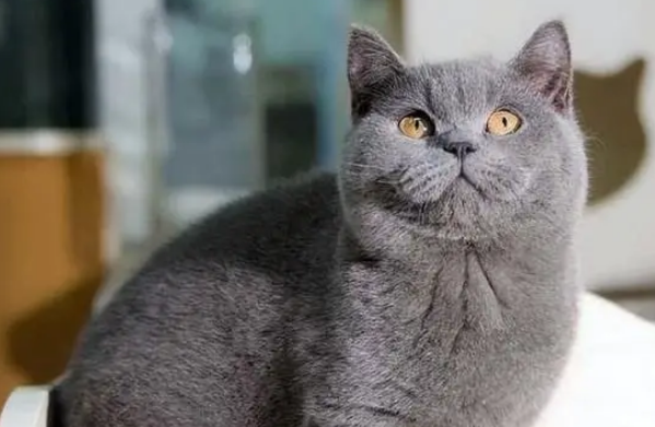 有创意的蓝猫名字女 有创意的蓝猫名字女