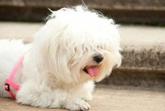 选购博洛尼亚比熊犬留意些哪些？怎么挑选？
