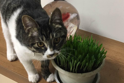 猫草会一直长吗