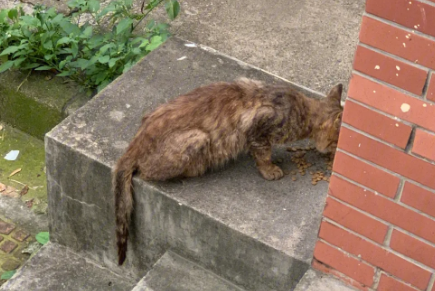 小区流浪猫哪个部门管电话多少?一文带你了解~ 小区流浪猫哪个部门管电话多少?一文带你了解~